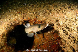 Picture of a ling, living on the ww2 wreck "Barcelona" by Harald Fauske 
